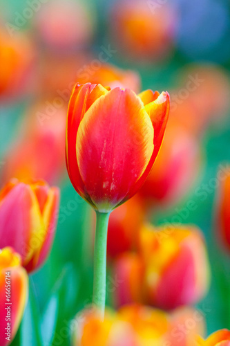 Beautiful orange tulips