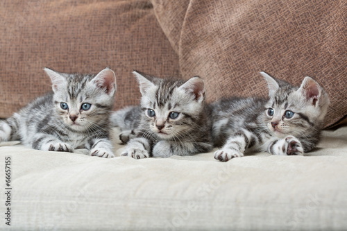 three kitten brothers
