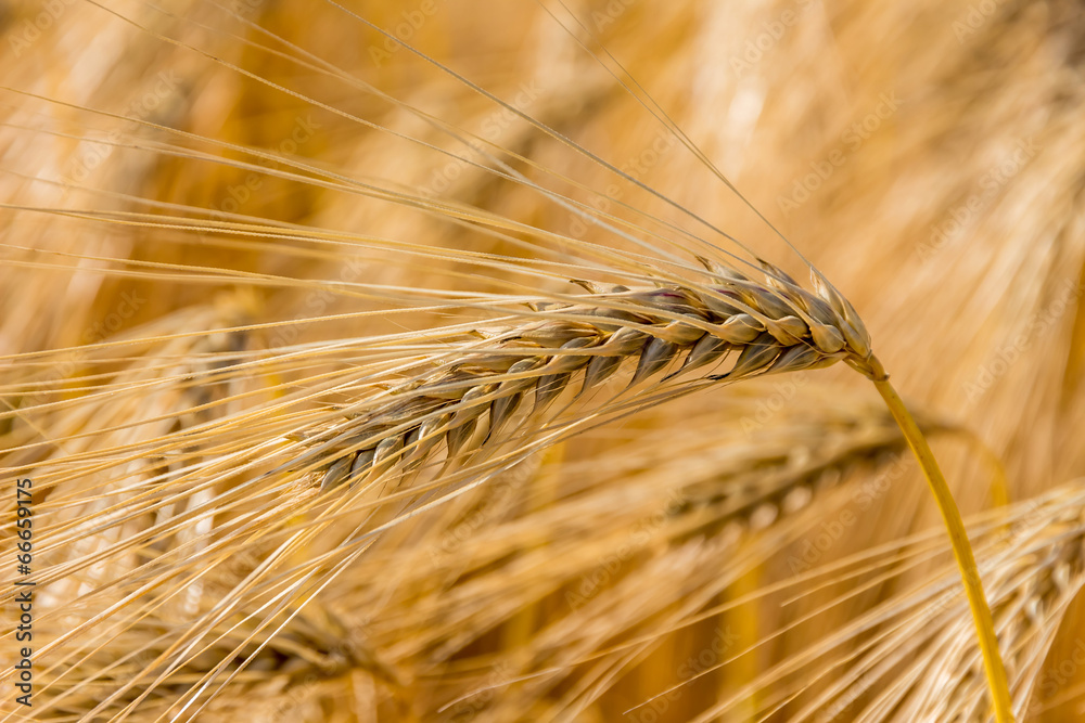 Gerstenfeld vor der Ernte