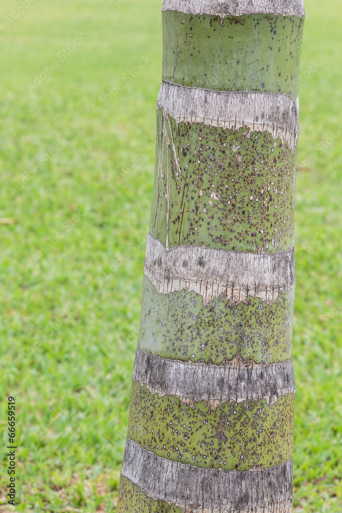 Trunk Betel palm tree spotted line step growth with grassl Trunk Betel palm tree spotted line step growth with grassl