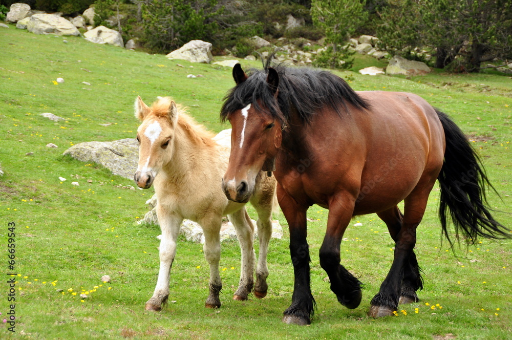 caballos en libertad caballos en libertad