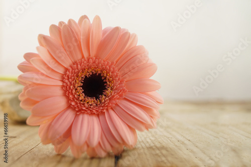 Gerbera