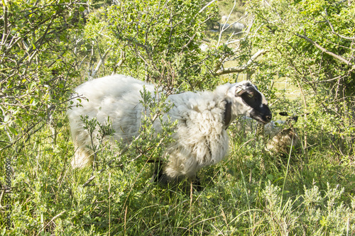 sheep in sunny day light in the Dutch forest photo