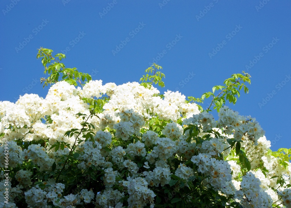 Weiße Rose Licht und Schatten Weiße Rose Licht und Schatten