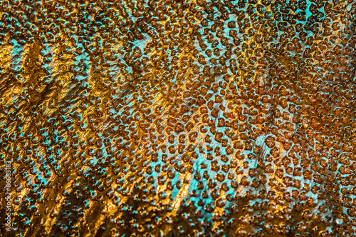 skin marine fish halibut closeup