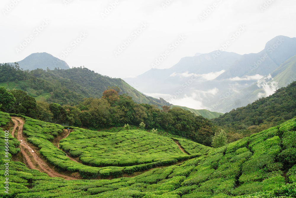 Munnar tea fields