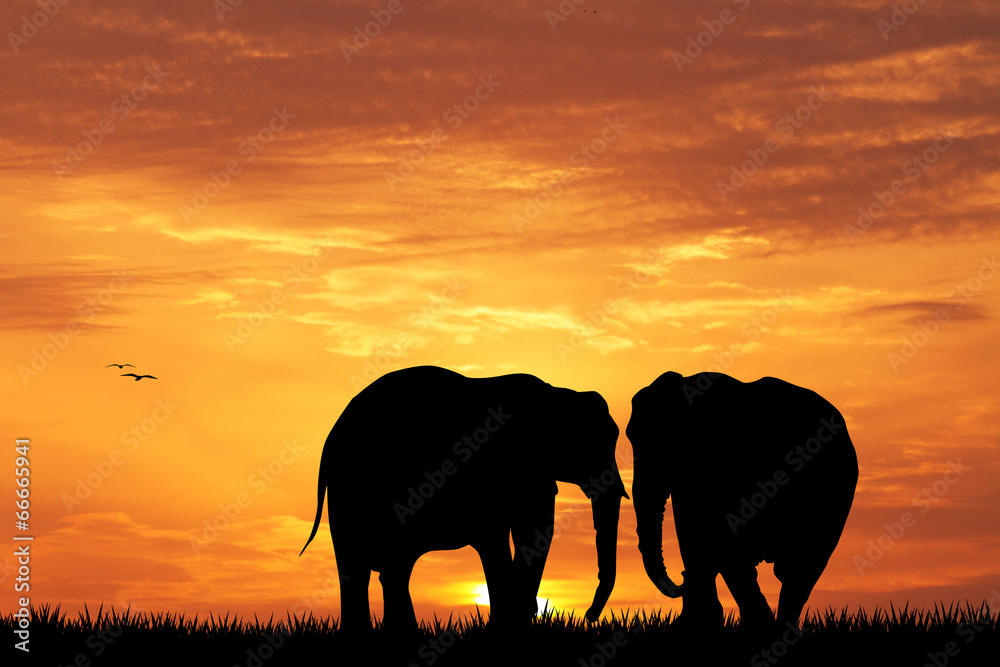 elephant silhouette at sunset