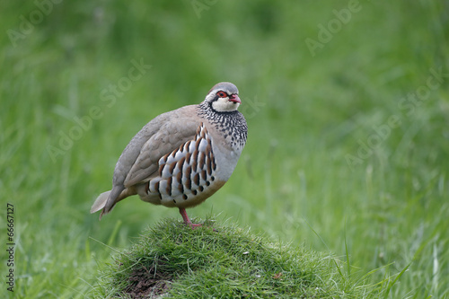 Red-legged partridge, Alectoris rufa © Erni