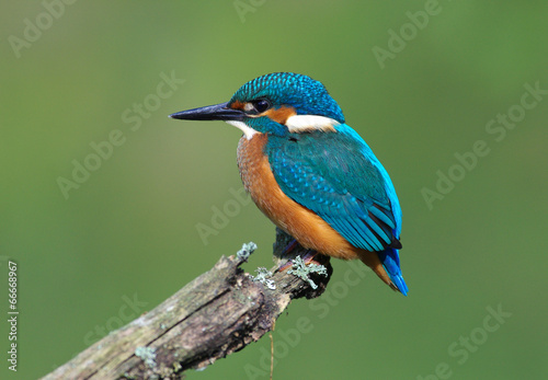 Fototapeta Kingfisher on a branch 3