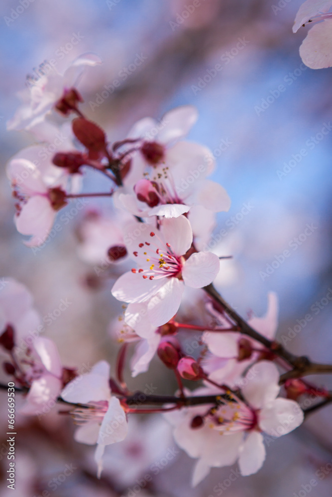 Beautiful pink spring cherry blossom Beautiful pink spring cherry blossom