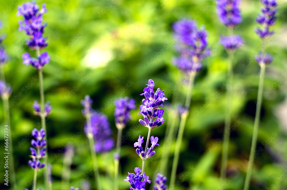 Lavender on green background Lavender on green background