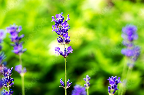 Lavender on green background