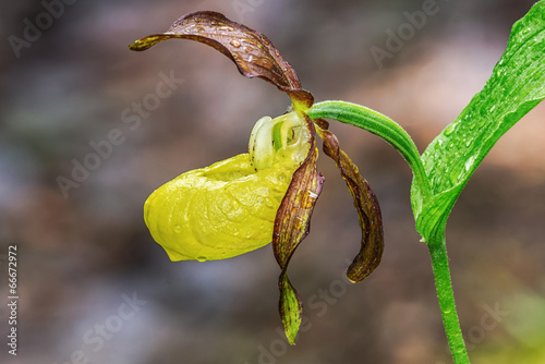 Closeup of Lady's Slipper o...