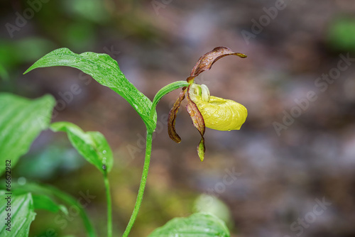 Lady's Slipper orchid from ...