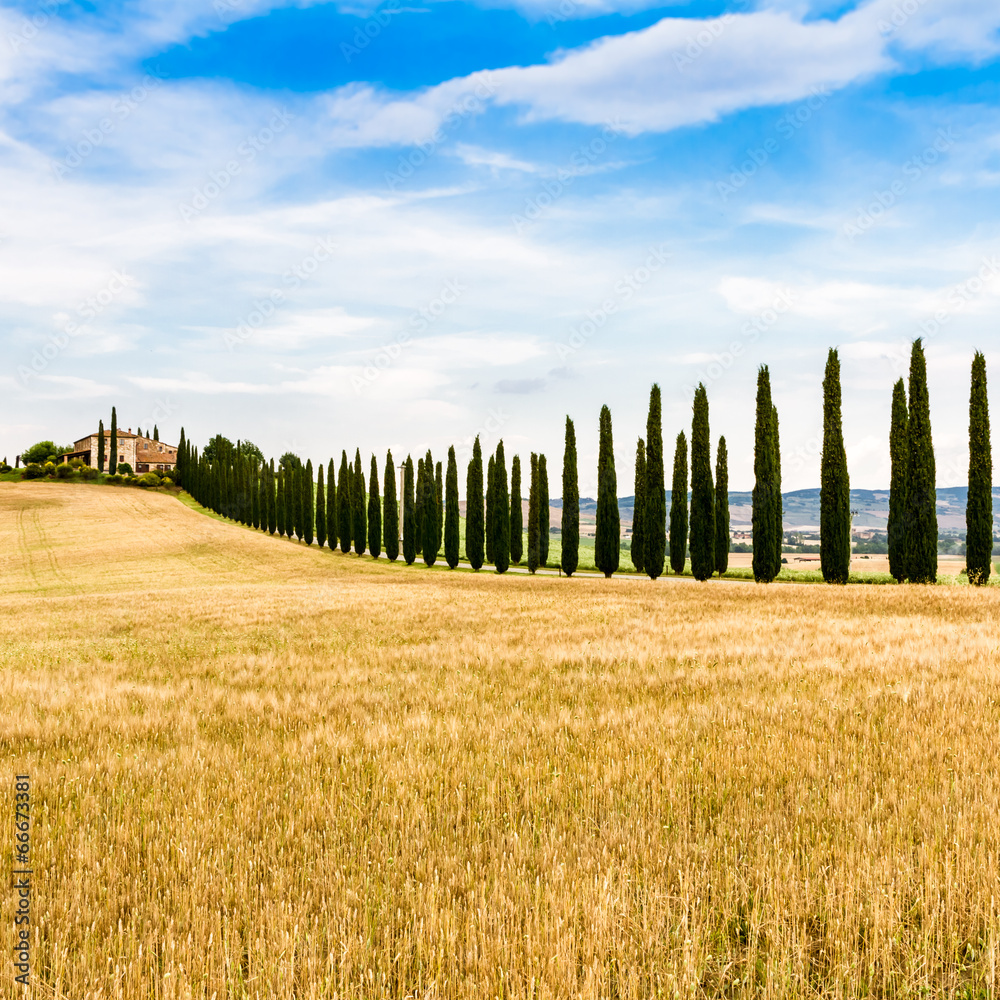 country road flanked with cypresses in Tuscany, Italy