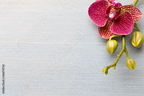 Orchid background. photo