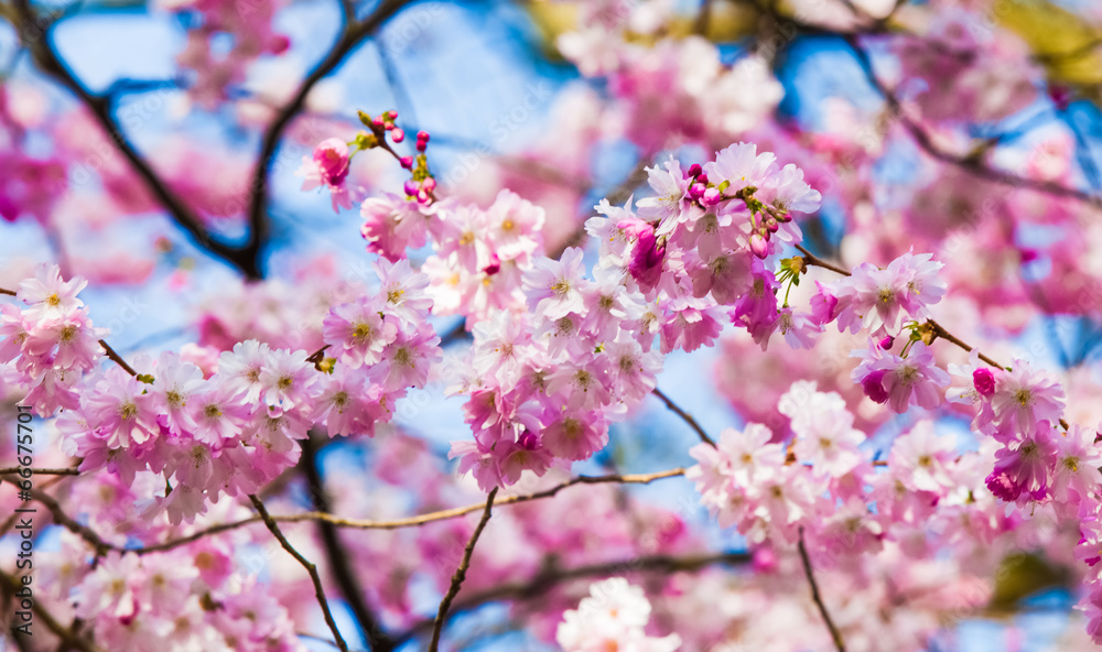 Sakura flowers Sakura flowers