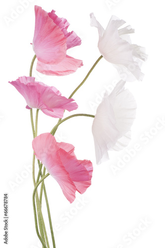 Fototapeta Naklejka Na Ścianę i Meble -  poppy