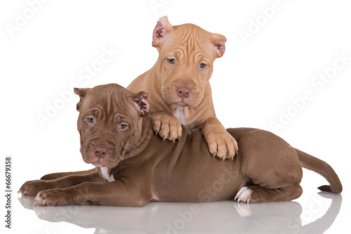 two pit bull puppies with cropped ears