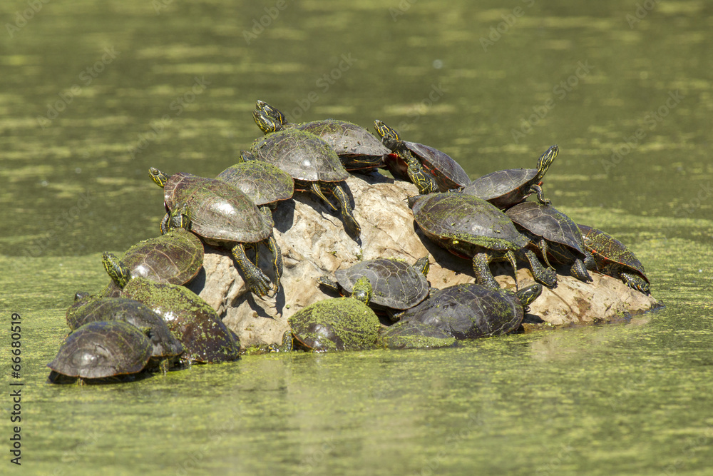 Fototapeta premium Turtles on a rock.