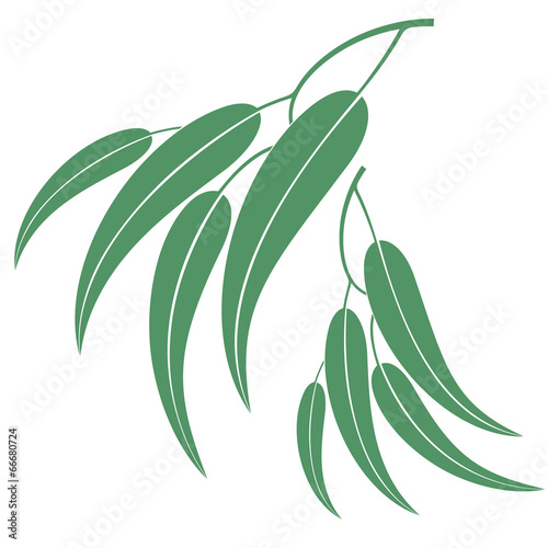 Fotografie Eucalyptus