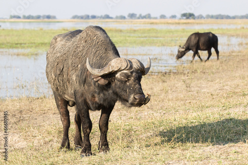 Fototapeta Naklejka Na Ścianę i Meble -  buffalos in the sun