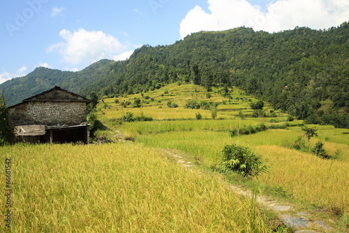 Rice field-Phedi to Dhampus trek route-Nepal. 0468