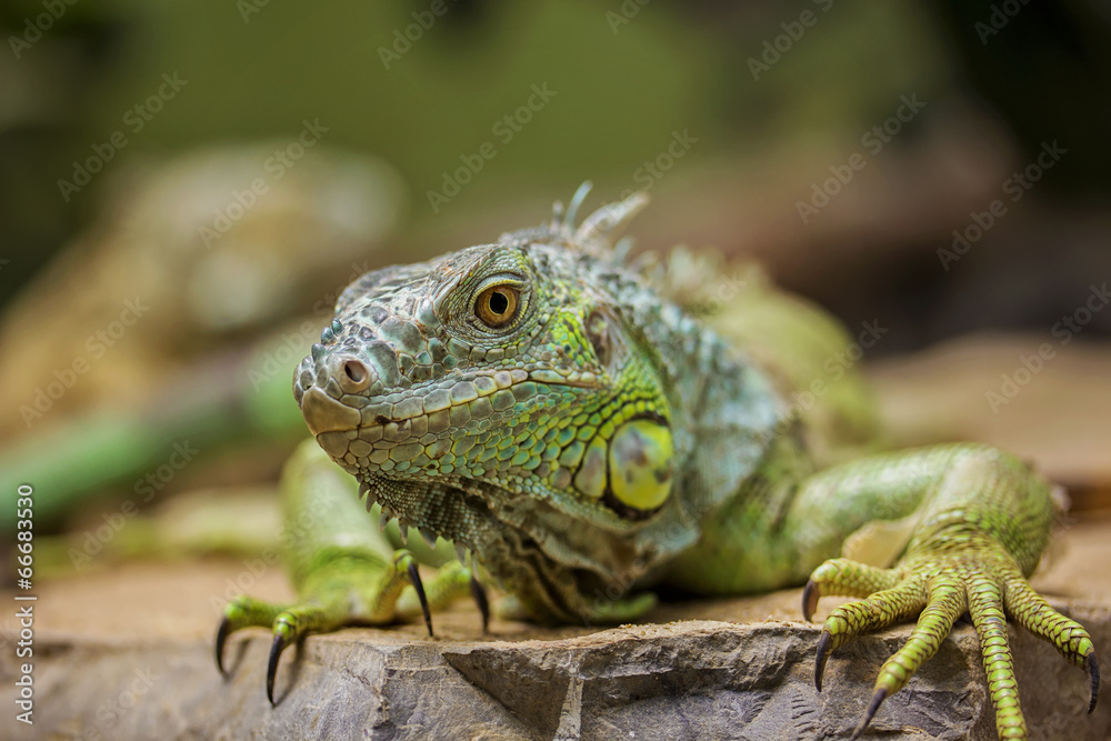Obraz premium Closeup Portrait Of A Green Iguana (Iguana iguana)