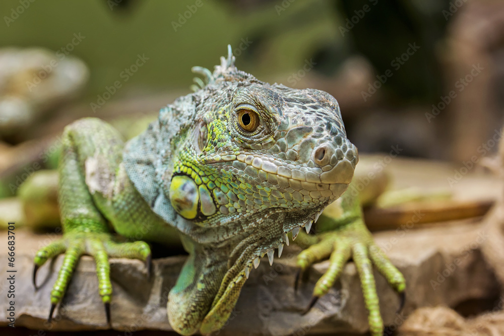 Fototapeta premium Closeup Portrait Of A Green Iguana (Iguana iguana)