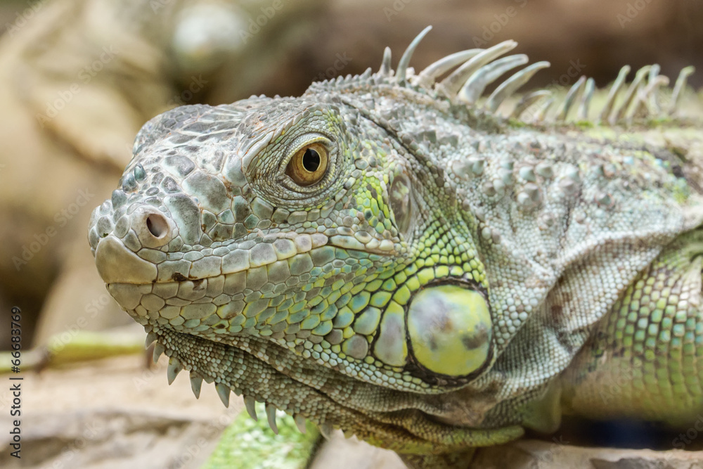 Closeup Portrait Of A Green Iguana (Iguana iguana) Closeup Portrait Of A Green Iguana (Iguana iguana)