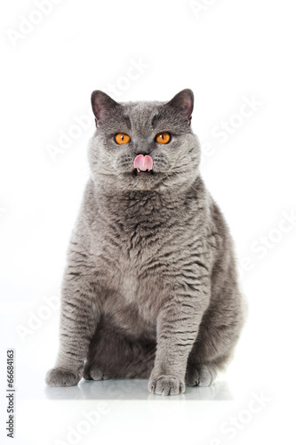 Katze schleckt sich das Maul