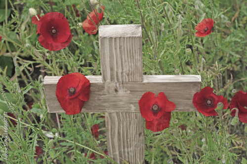 Fototapeta Naklejka Na Ścianę i Meble -  poppies cross