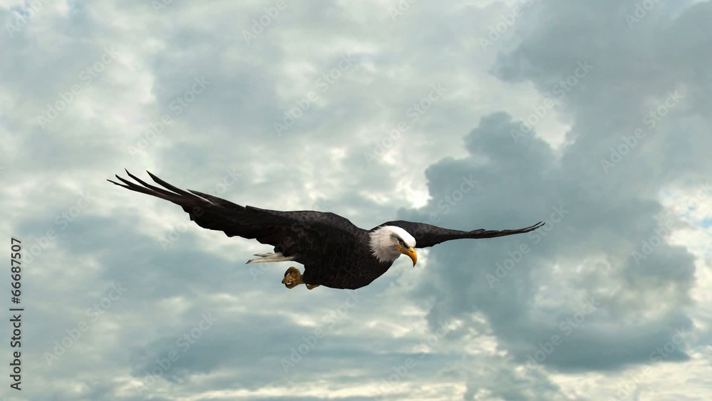 Bald Eagle in the glide Close-Up Bald Eagle in the glide Close-Up