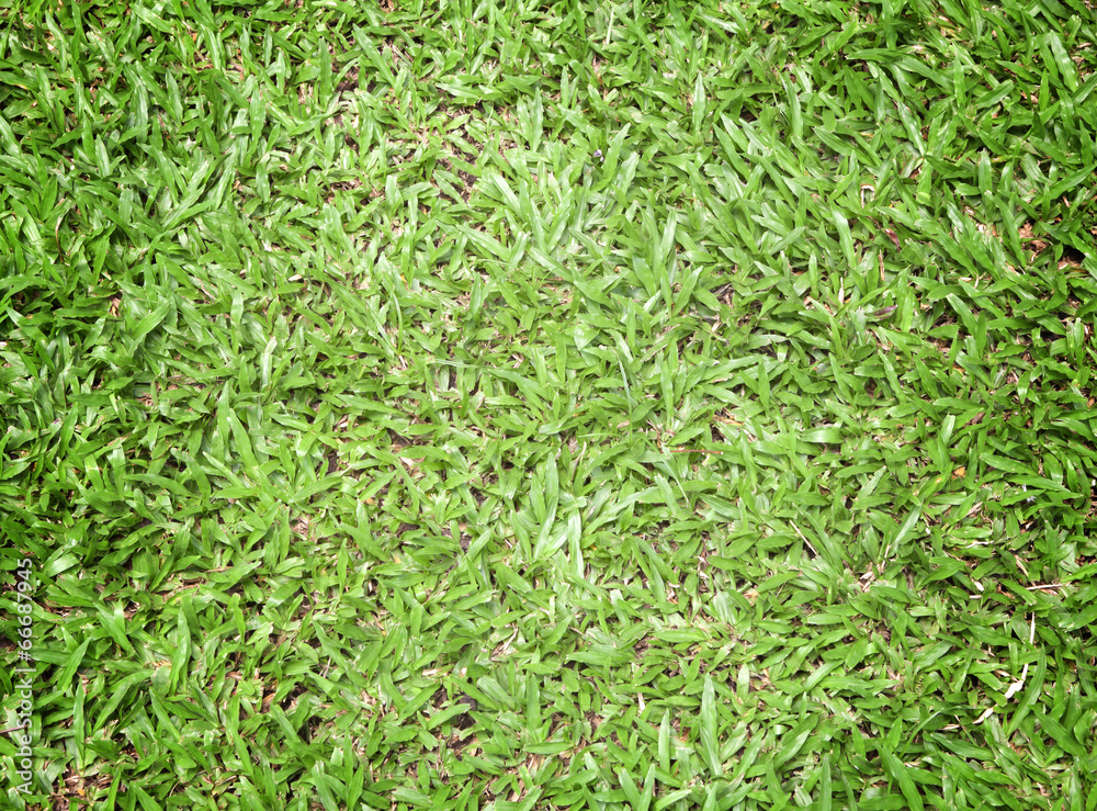Obraz premium Zielony trawnik