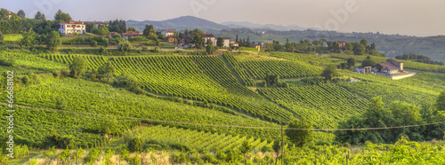 Oltrepo Pavese vineyards. Color image photo