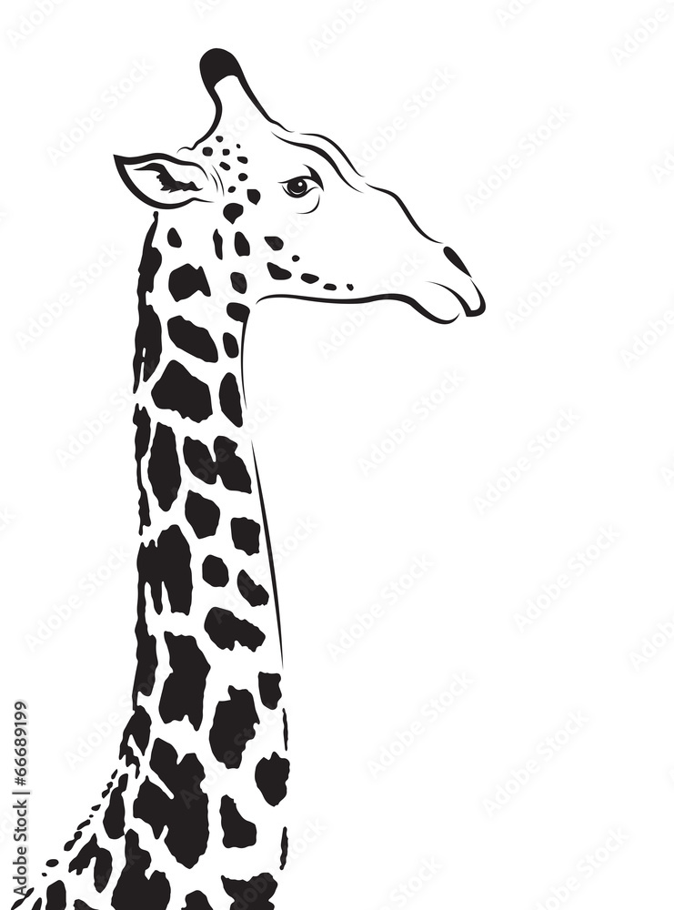 Naklejka premium Vector image of an giraffe head