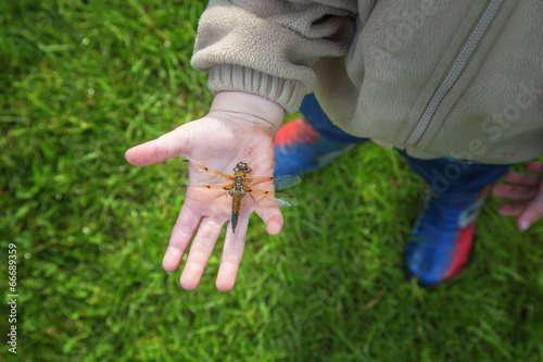 Dragonfly on the palms of the child. View from above.