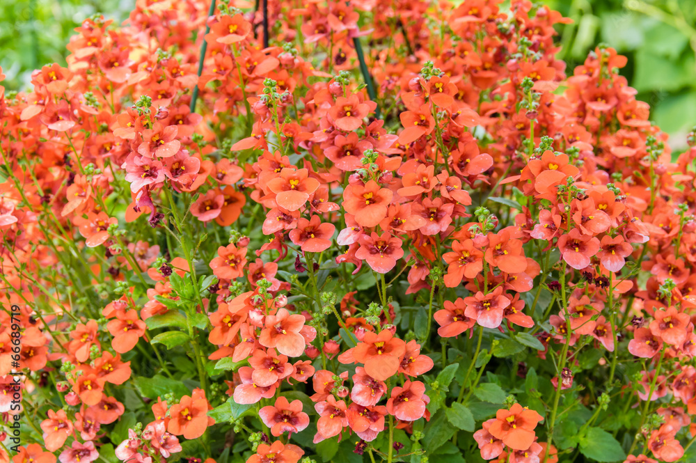 Flowering hanging basket with peach colored blooms