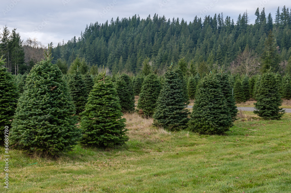 Evergreen tree farm growing fir trees Evergreen tree farm growing fir trees