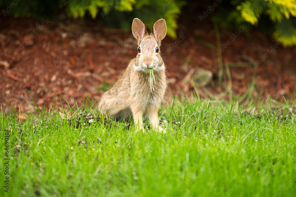 Naklejka premium Young Healthy Wild Rabbit eating fresh Grass from Yard
