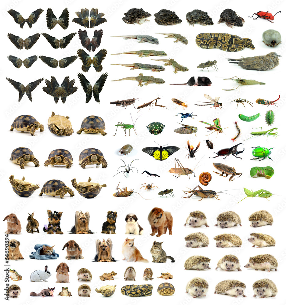 collection animal isolated on white background collection animal isolated on white background