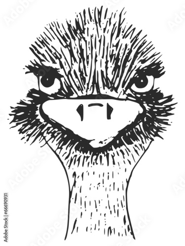 ostrich