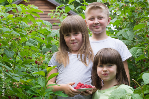 three small children in the bushes of raspberries