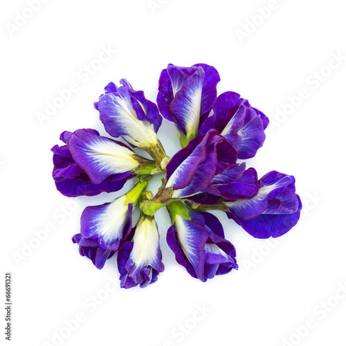 Asian pigeonwings or Clitoria ternatea flower on white background.