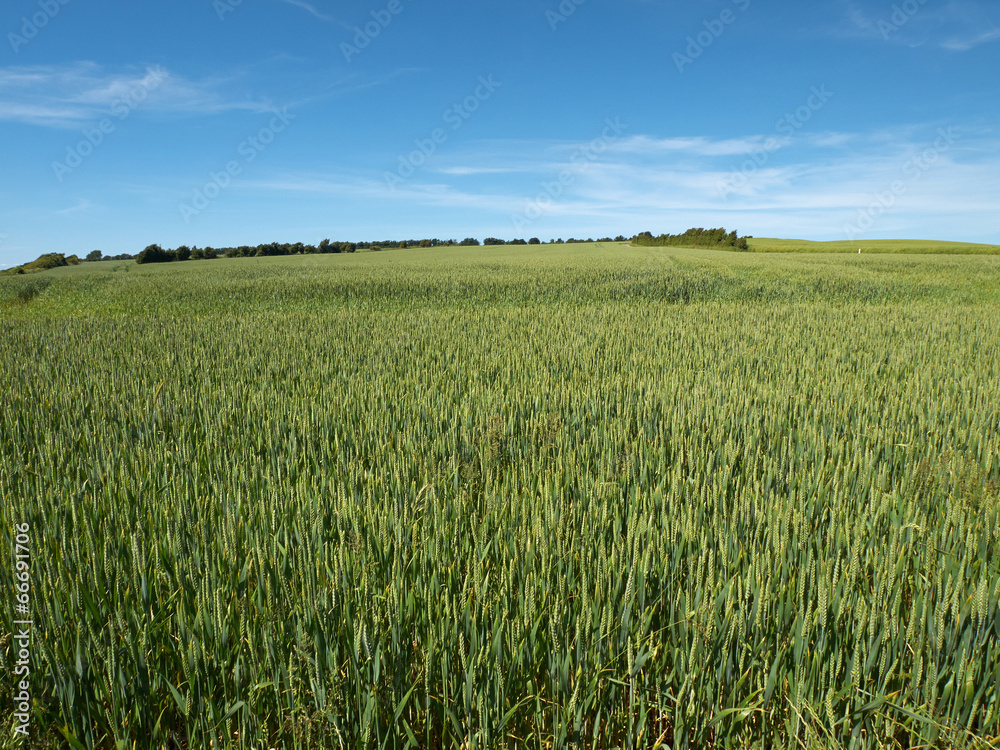 Green wheat field