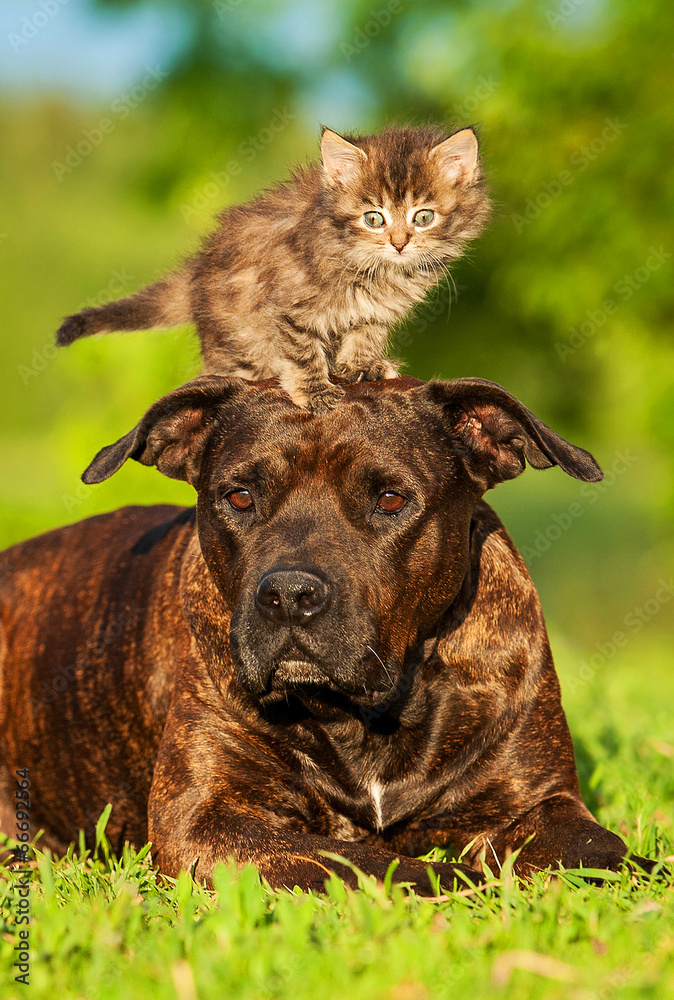 Kitten standing on the head of american staffordshire terrier