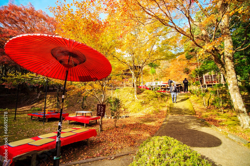 Cuadro en lienzo Nice maple season, Japan