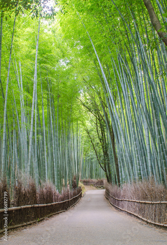 Arashiyama Bamboo Grove in Kyoto #66692799