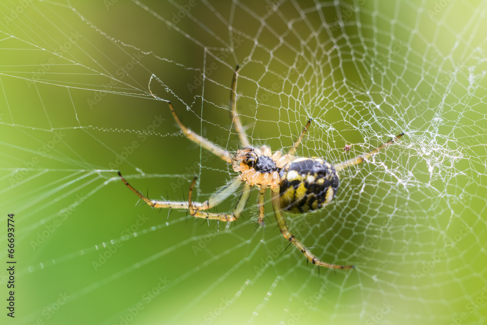 Big Spider On Web Waiting For Prey