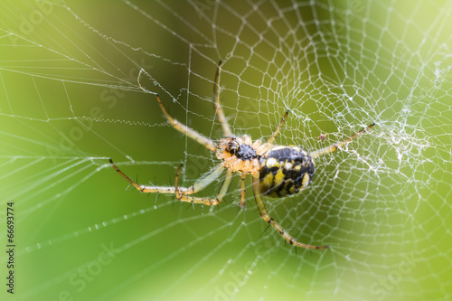 Big Spider On Web Waiting For Prey